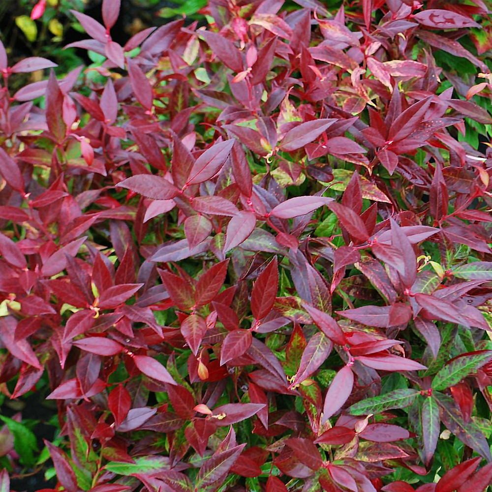 Leucothoe Axillaris - View 17 from www redcrocus com