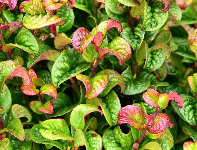 Leucothoe Axillaris - View 18 from www redcrocus com