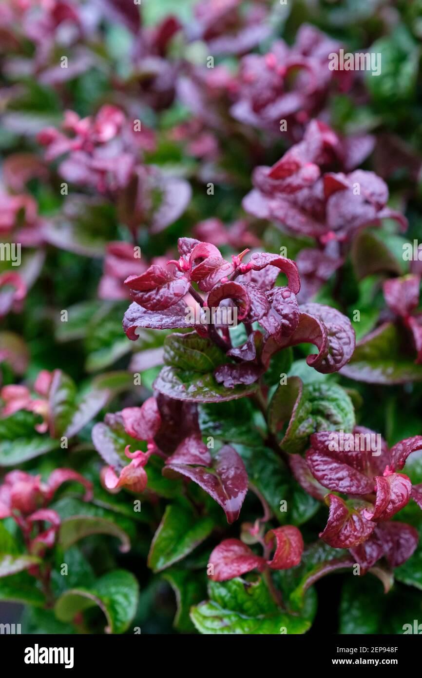 Leucothoe Axillaris - View 19 from www redcrocus com