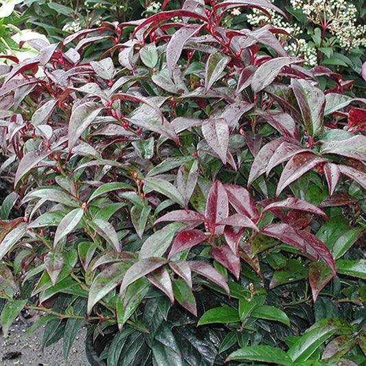 Leucothoe Axillaris - View 1 from www redcrocus com