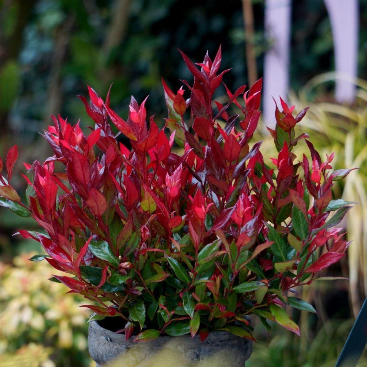 Leucothoe Axillaris - View 2 from www redcrocus com