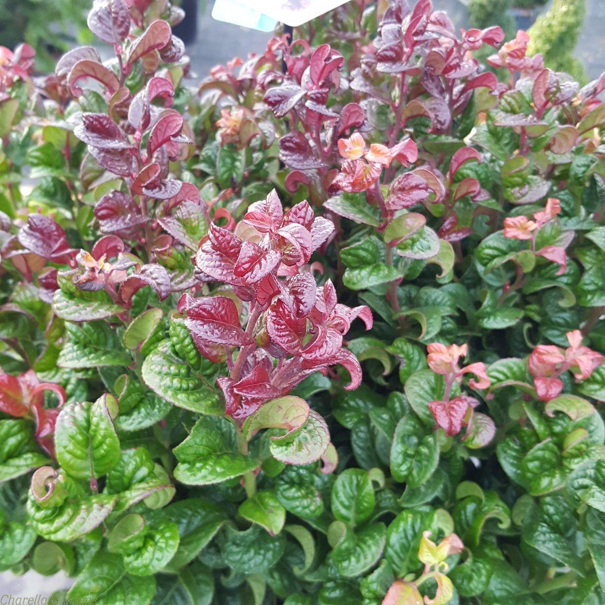 Leucothoe Axillaris - View 4 from www redcrocus com