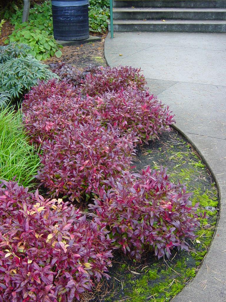 Leucothoe Axillaris - View 5 from www redcrocus com