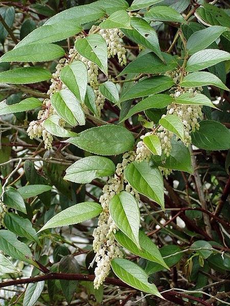 Leucothoe Axillaris - View 6 from www redcrocus com
