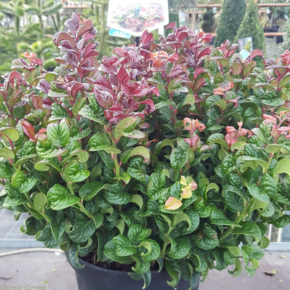 Leucothoe Axillaris - View 9 from www redcrocus com