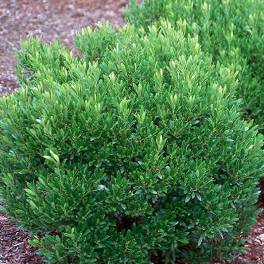 Ilex Glabra Shamrock - View 1 from www redcrocus com