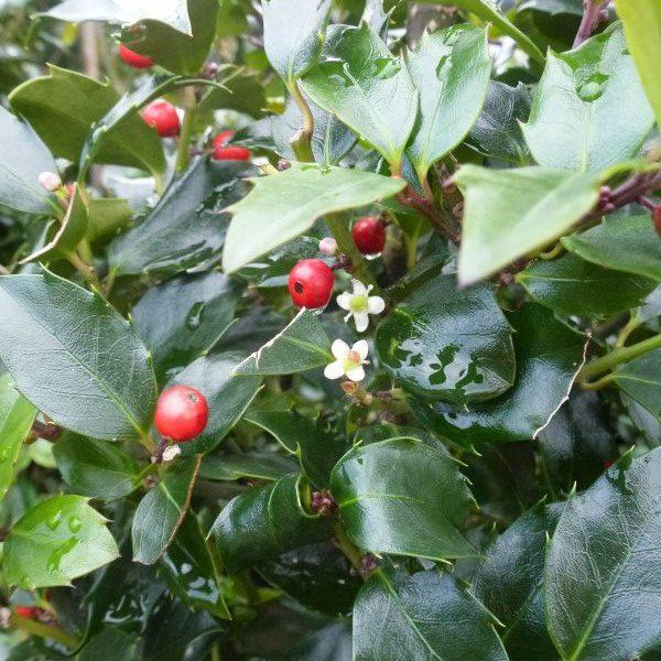 RedCrocus Blue Maid' Meserve Holly Ilex meserveae 'Blue Maid' Evergreen Shrub, Full Sun to Part Shade, Hardy Zone 6-9, Pet Toxic.  3/3.5' h B&B