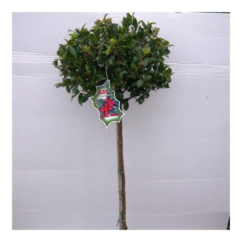 Ilex Meserveae Blue Maid - View 19 from www redcrocus com