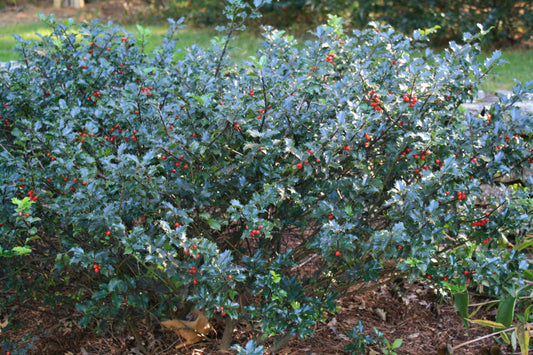 Ilex Meserveae Blue Princess - View 1 from www redcrocus com