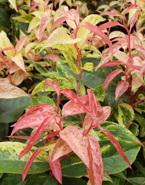 Leucothoe Fontanesiana Girard S Rainbow - View 1 from www redcrocus com