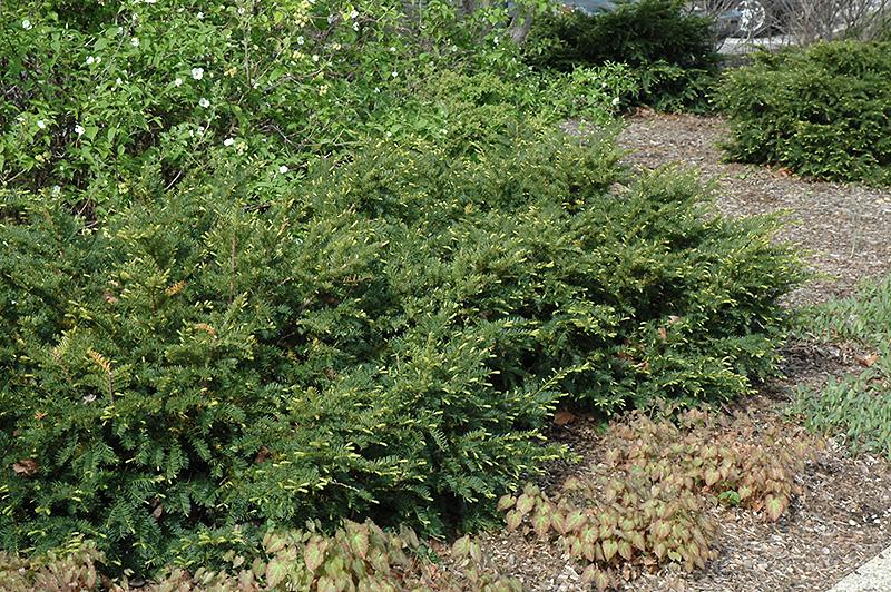 Taxus Media Green Wave - View 3 from www redcrocus com