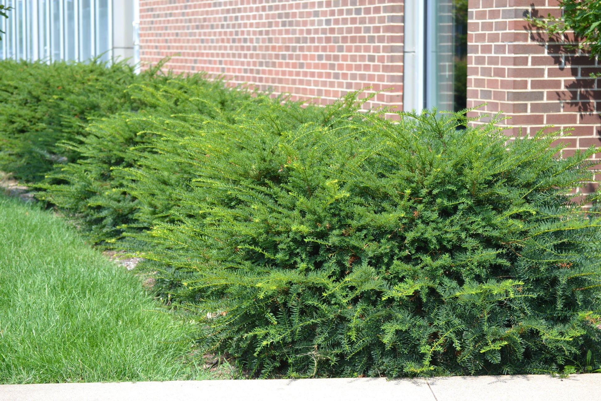 Taxus Media Green Wave - View 4 from www redcrocus com