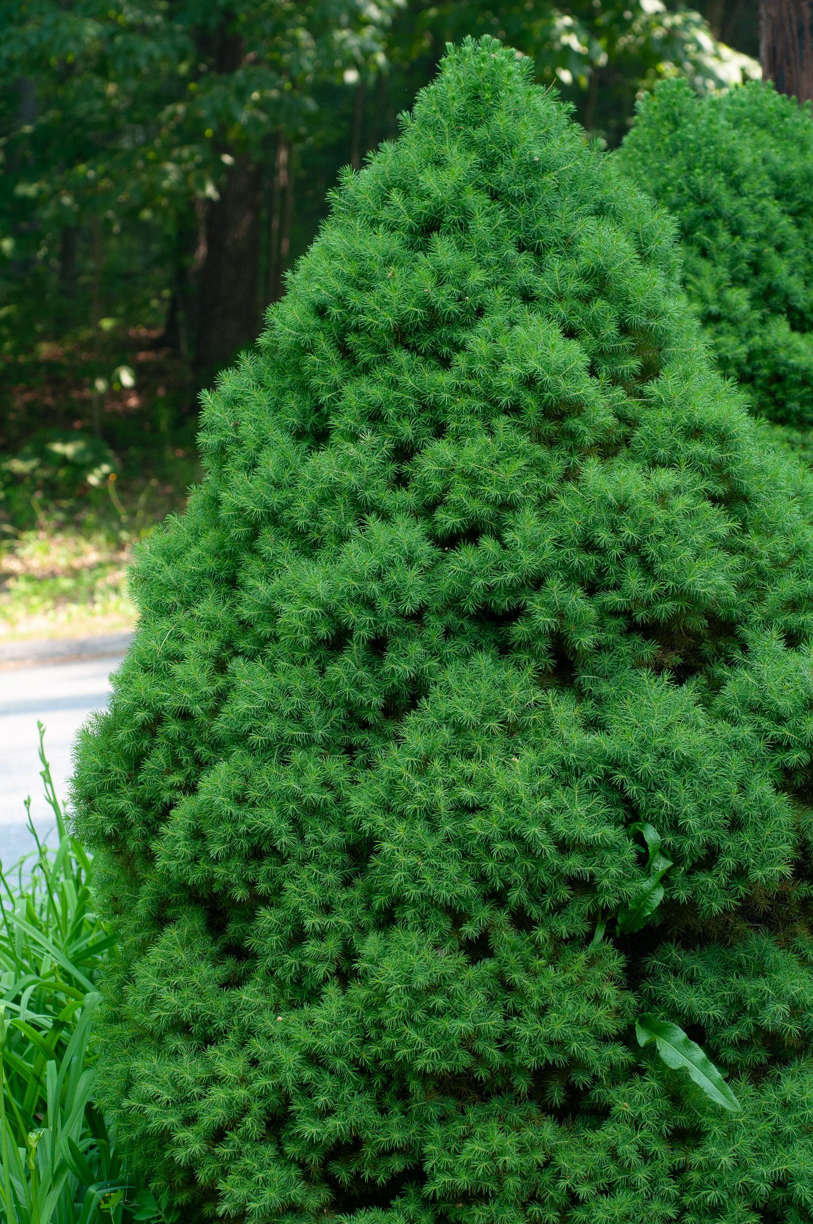 Picea Glauca Conica - View 4 from www redcrocus com