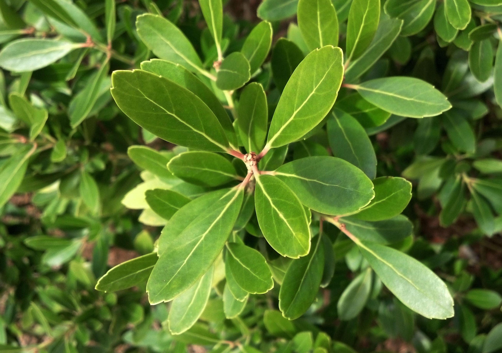Ilex Glabra Compacta - View 10 from www redcrocus com