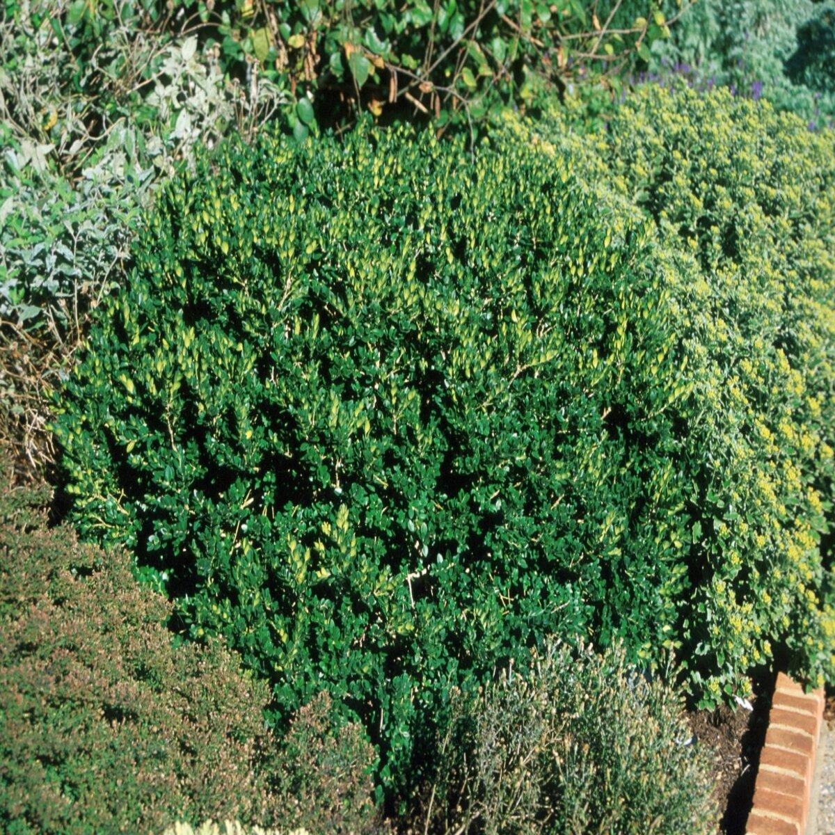 Vardar Valley Common Boxwood Buxus sempervirens - Evergreen Shrub for Hedges, Topiary & Landscaping  2/2.5' w B&B