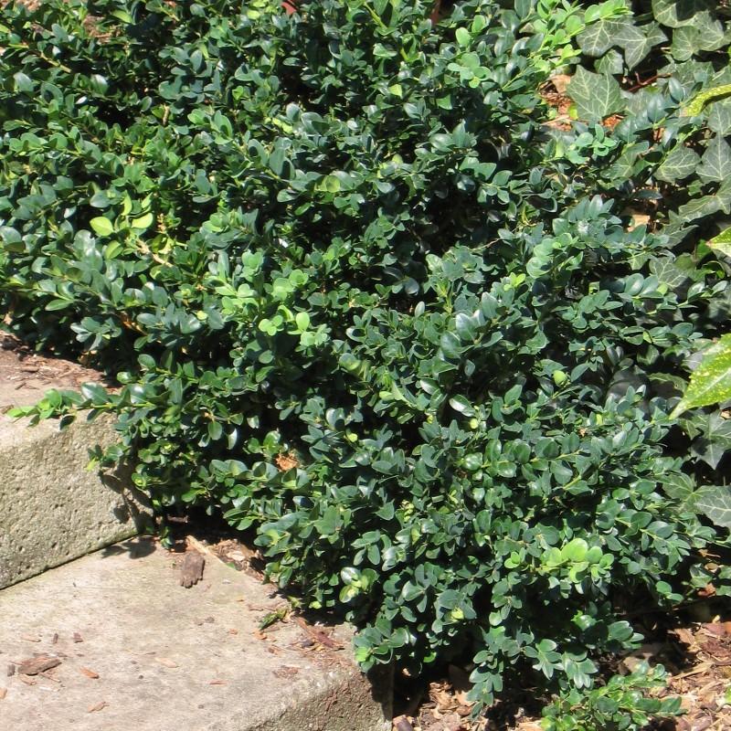 Vardar Valley Common Boxwood Buxus sempervirens - Evergreen Shrub for Hedges, Topiary & Landscaping  2/2.5' w B&B