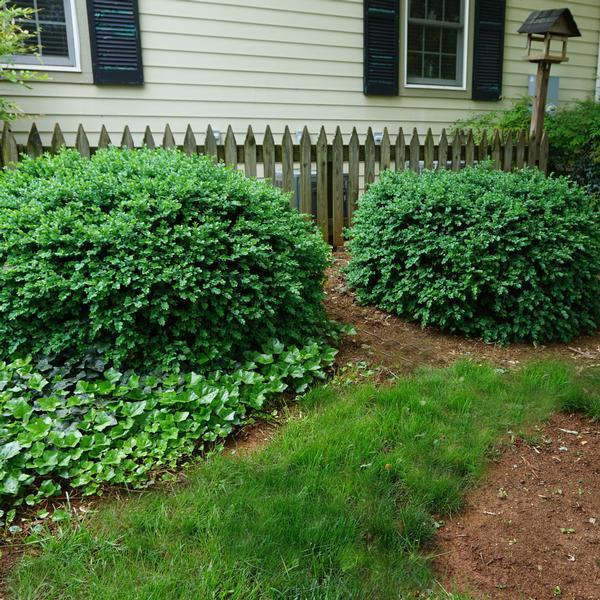Vardar Valley Common Boxwood Buxus sempervirens - Evergreen Shrub for Hedges, Topiary & Landscaping  2/2.5' w B&B