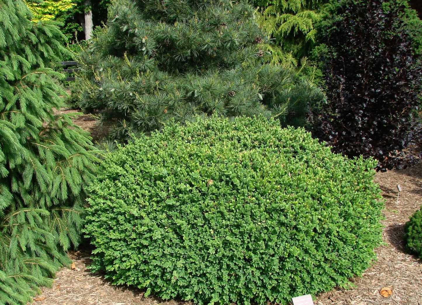 Vardar Valley Common Boxwood Buxus sempervirens - Evergreen Shrub for Hedges, Topiary & Landscaping  2/2.5' w B&B