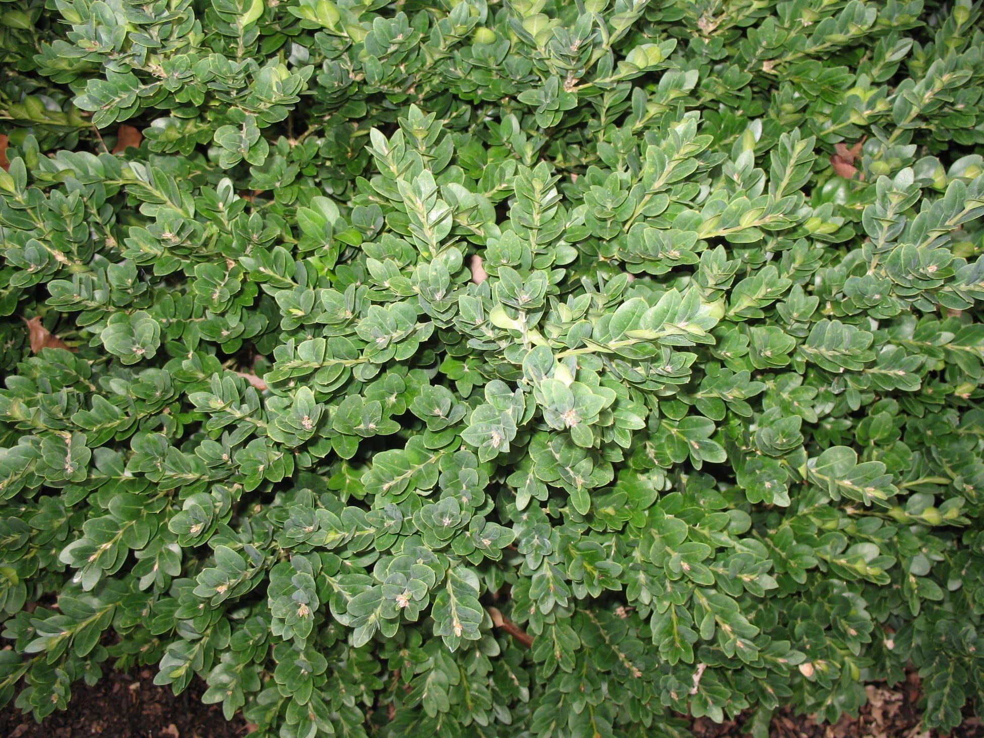 Buxus Sempervirens Vardar Valley - View 3 from www redcrocus com