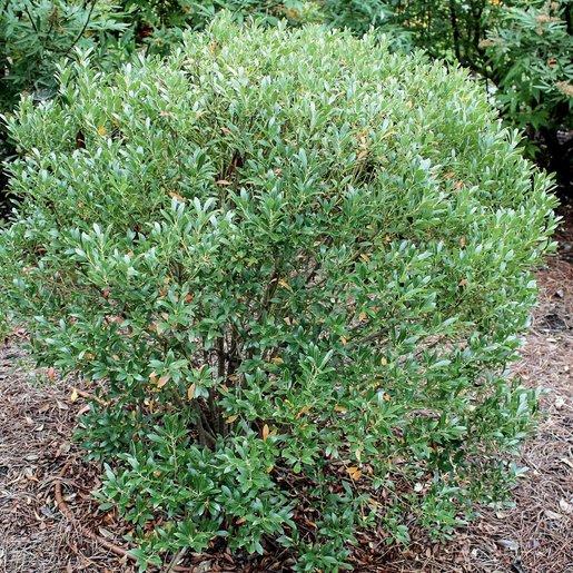 Ilex Glabra Shamrock - View 16 from www redcrocus com