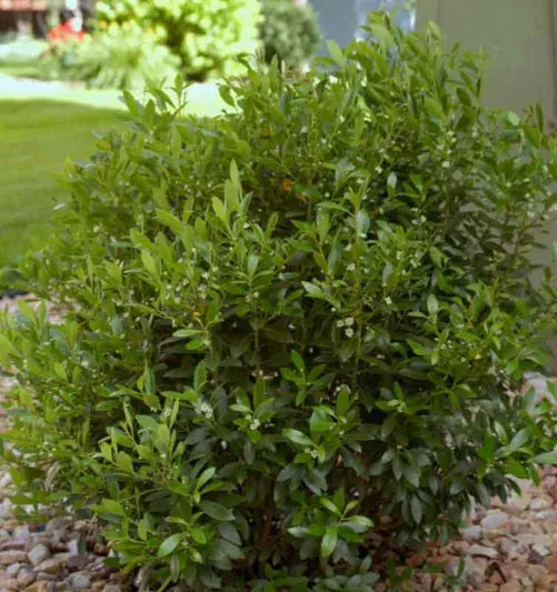 Ilex Glabra Shamrock - View 1 from www redcrocus com