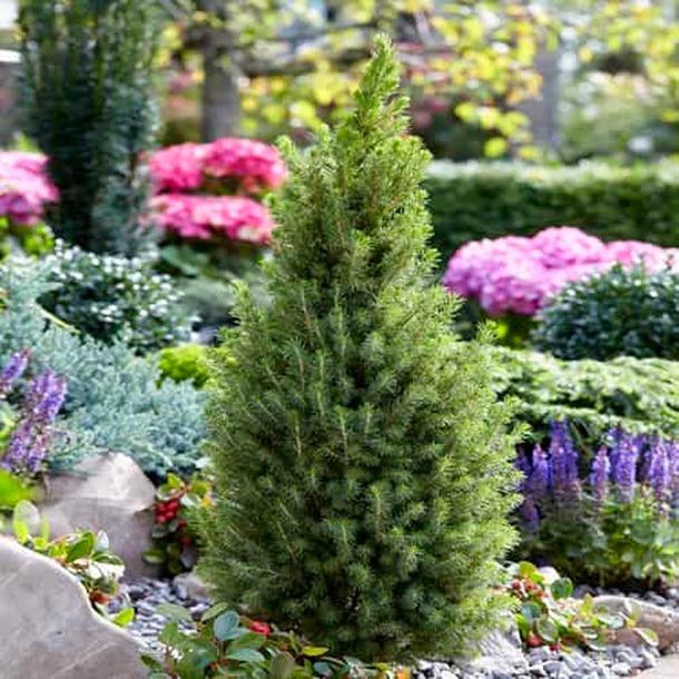 RedCrocus Dwarf Alberta Spruce Picea glauca 'Conica' Topiary - Small Evergreen Conifer for Garden & Container  5 Gallon