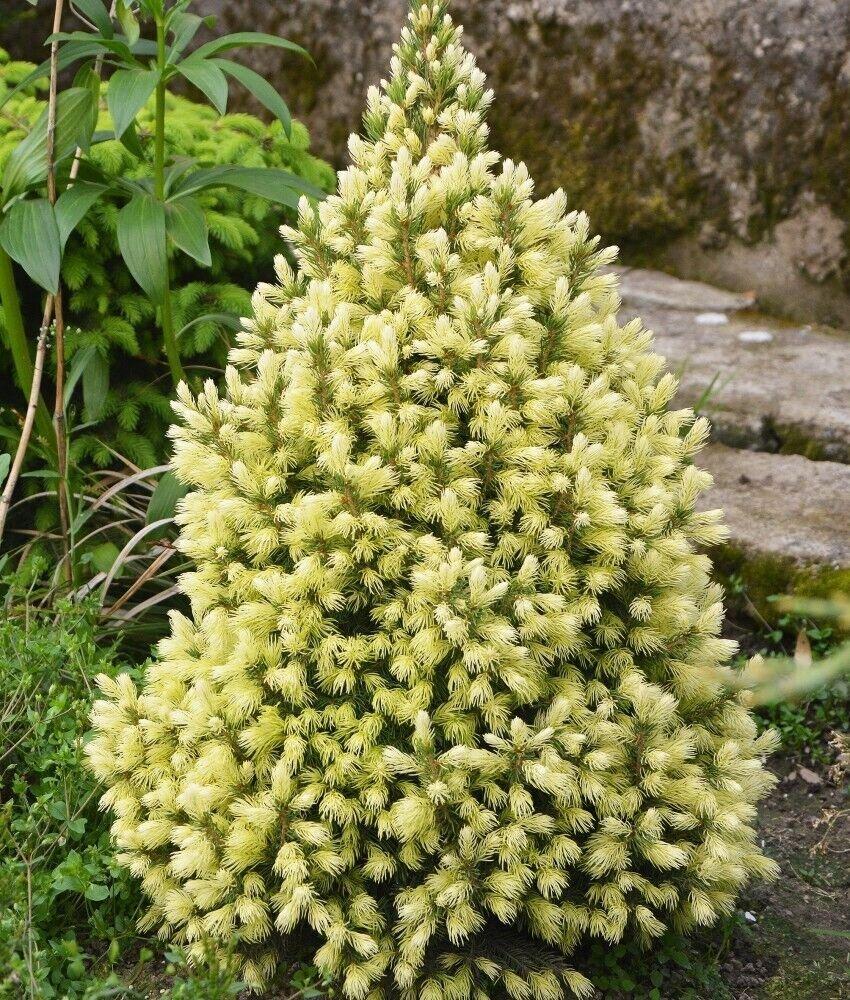 RedCrocus Dwarf Alberta Spruce Picea glauca 'Conica' Topiary - Small Evergreen Conifer for Garden & Container  5 Gallon