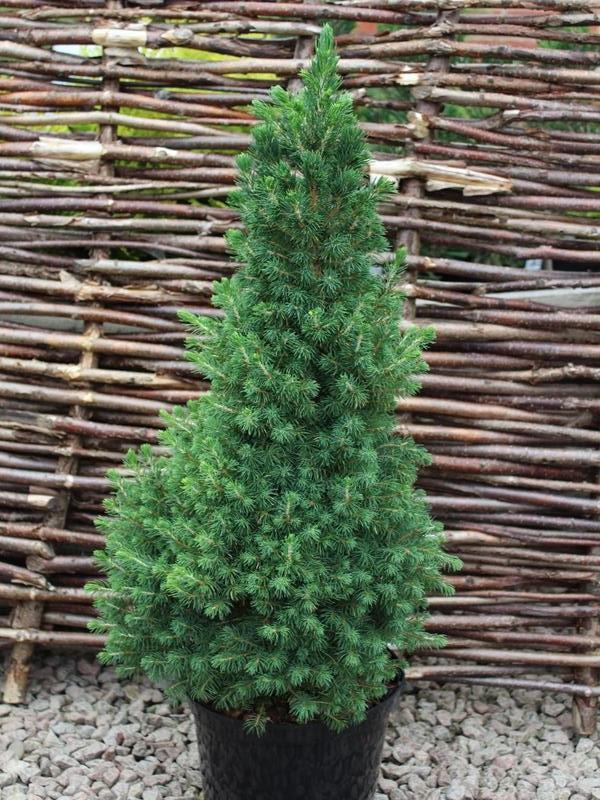 RedCrocus Dwarf Alberta Spruce Picea glauca 'Conica' Topiary - Small Evergreen Conifer for Garden & Container  5 Gallon