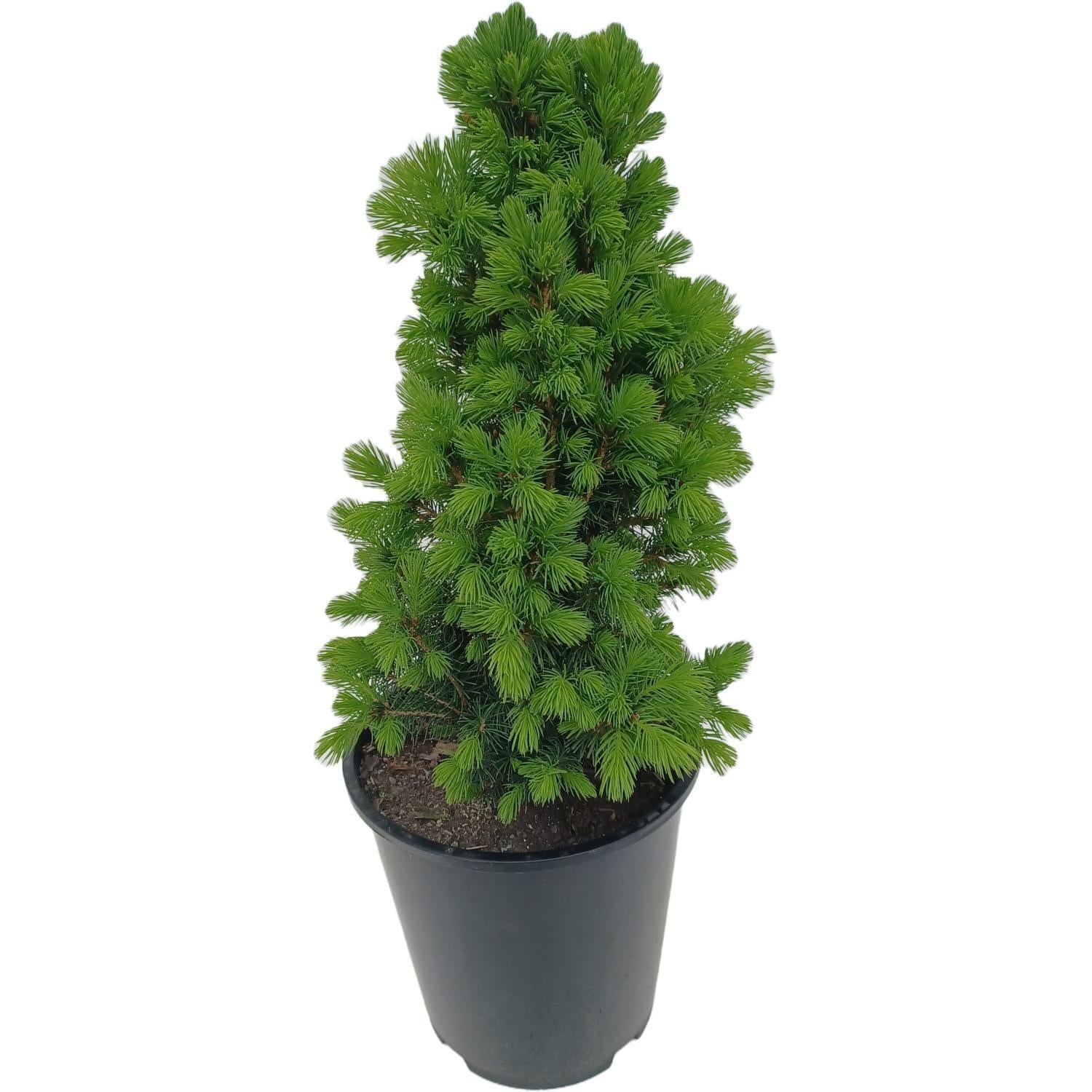 Picea Glauca Conica 3 Pompom - View 18 from www redcrocus com