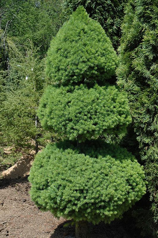 RedCrocus Dwarf Alberta Spruce Picea glauca 'Conica' Topiary - Small Evergreen Conifer for Garden & Container  5 Gallon