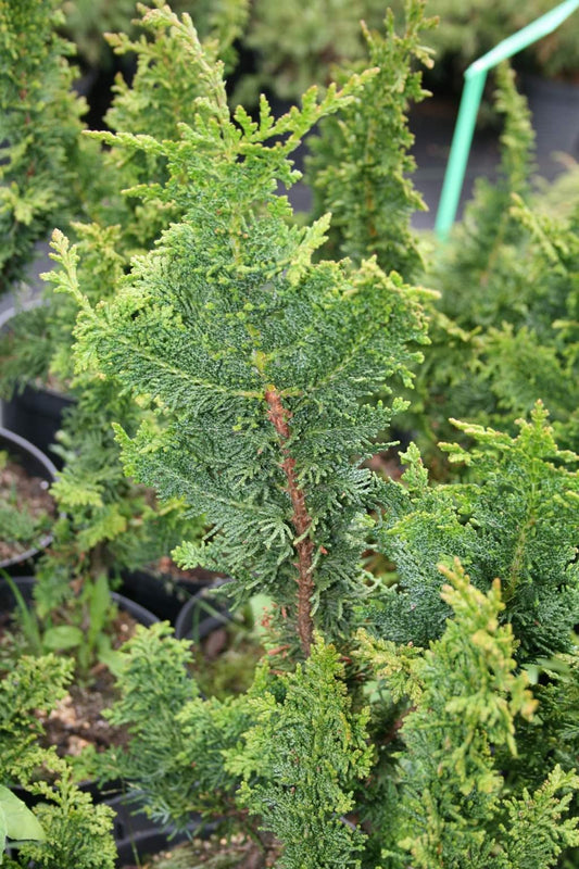 Chamaecyparis Obtusa Filicoides - View 12 from www redcrocus com