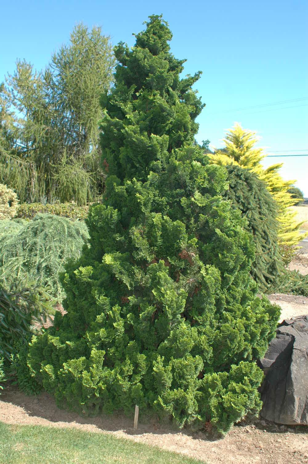 Chamaecyparis Obtusa Filicoides - View 3 from www redcrocus com