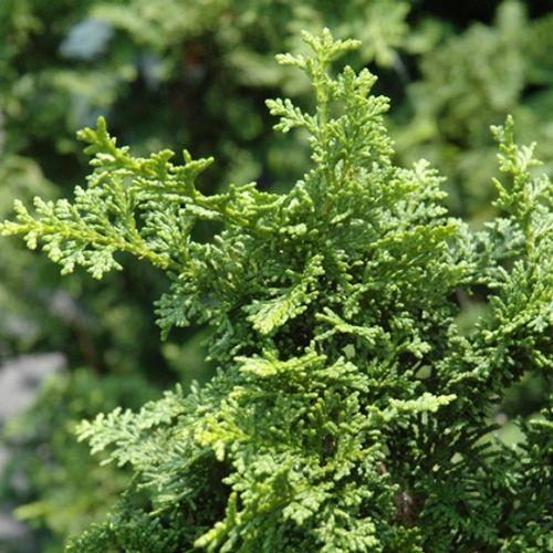 Chamaecyparis Obtusa Filicoides - View 8 from www redcrocus com