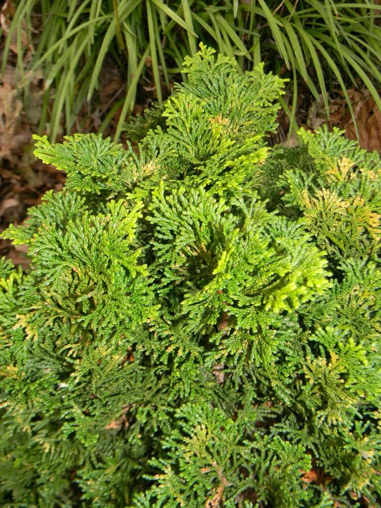 Chamaecyparis Obtusa Gracilis - View 15 from www redcrocus com