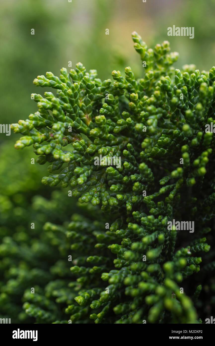 Chamaecyparis Obtusa Gracilis - View 7 from www redcrocus com
