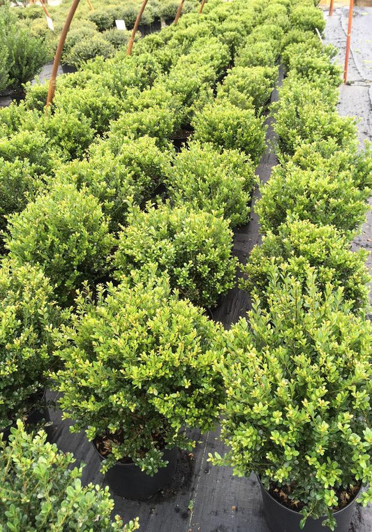 Ilex Crenata Compacta - View 1 from www redcrocus com