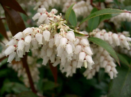 Leucothoe Axillaris - View 10 from www redcrocus com