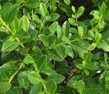 Ilex Crenata Green Lustre - View 10 from www redcrocus com
