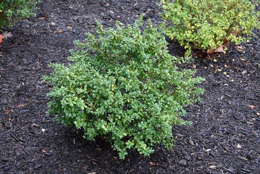Ilex Crenata Green Lustre - View 1 from www redcrocus com