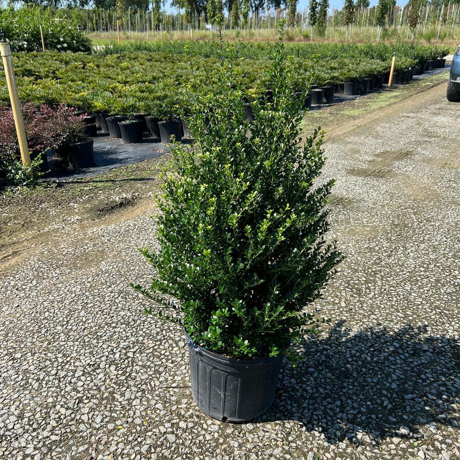 RedCrocus Steeds' Japanese Holly Ilex crenata - Compact Evergreen Shrub for Hedges, Borders & Topiary  15 Gallon