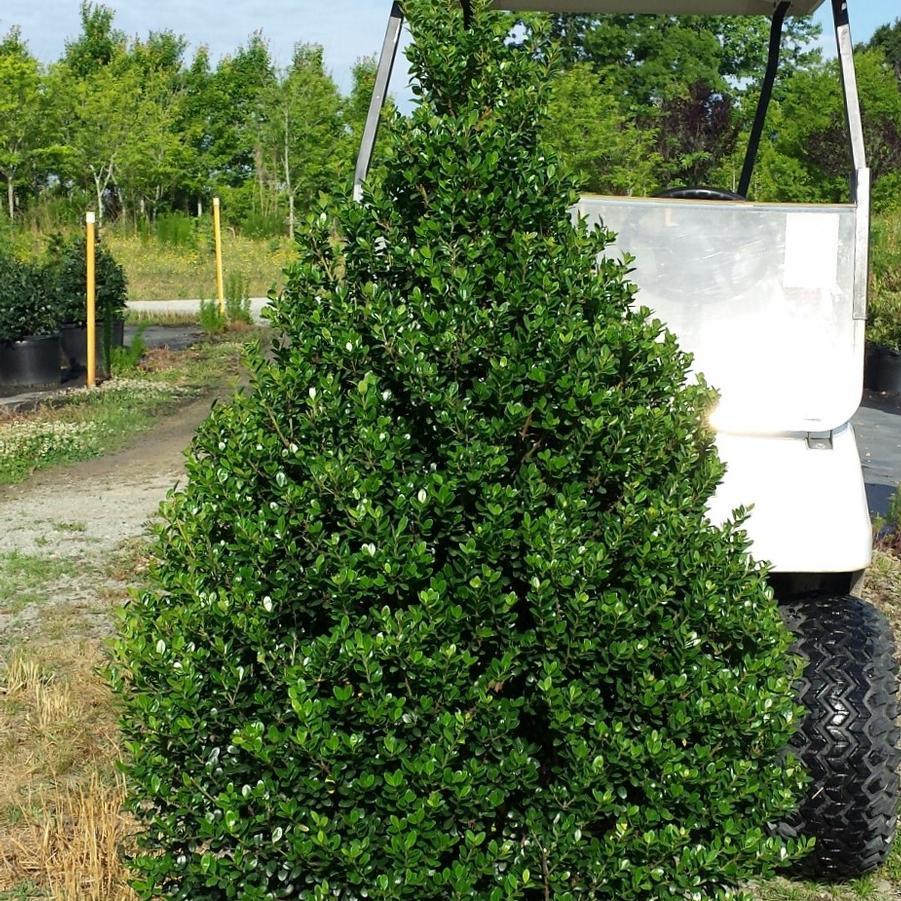 RedCrocus Steeds' Japanese Holly Ilex crenata - Compact Evergreen Shrub for Hedges, Borders & Topiary  15 Gallon