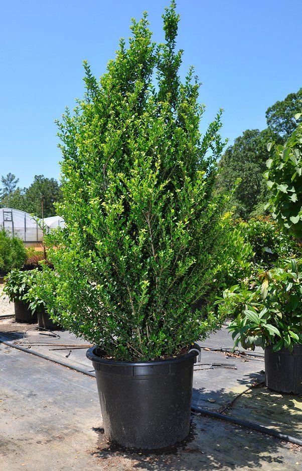 RedCrocus Steeds' Japanese Holly Ilex crenata - Compact Evergreen Shrub for Hedges, Borders & Topiary  15 Gallon