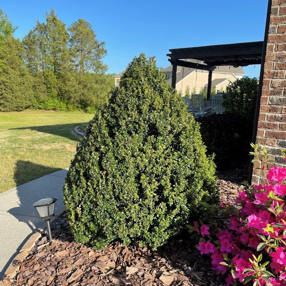 Ilex Crenata Steeds - View 19 from www redcrocus com