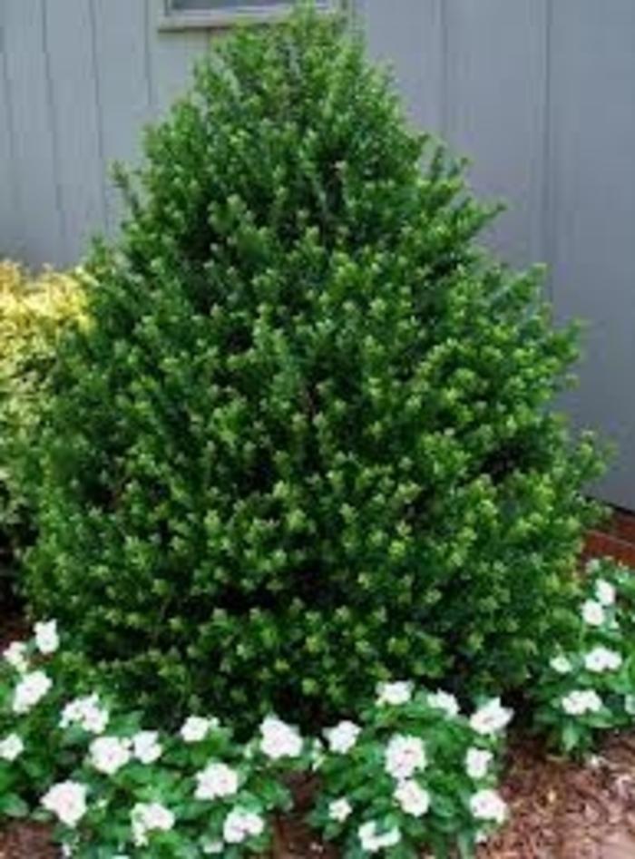 RedCrocus Steeds' Japanese Holly Ilex crenata - Compact Evergreen Shrub for Hedges, Borders & Topiary  15 Gallon