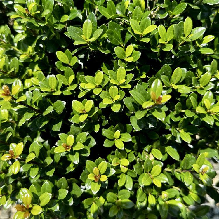 Ilex Crenata Steeds - View 20 from www redcrocus com