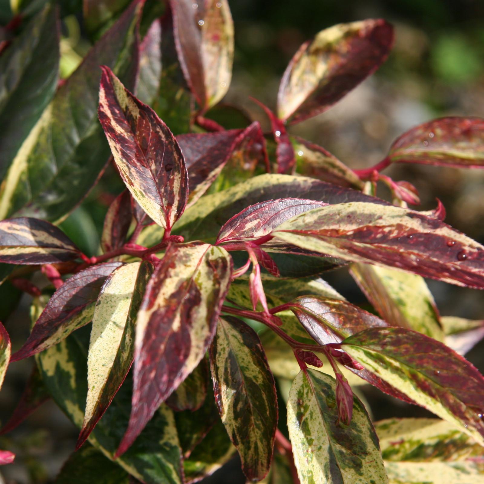 Leucothoe Fontanesiana Girard S Rainbow - View 11 from www redcrocus com