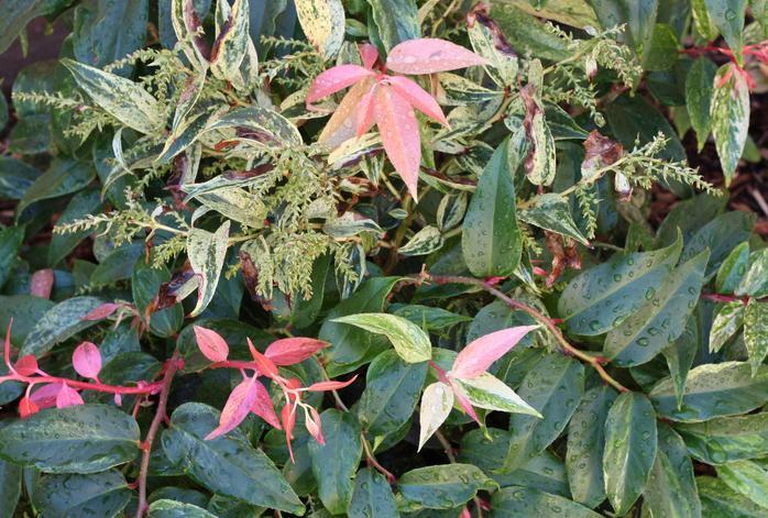 Leucothoe Fontanesiana Girard S Rainbow - View 4 from www redcrocus com