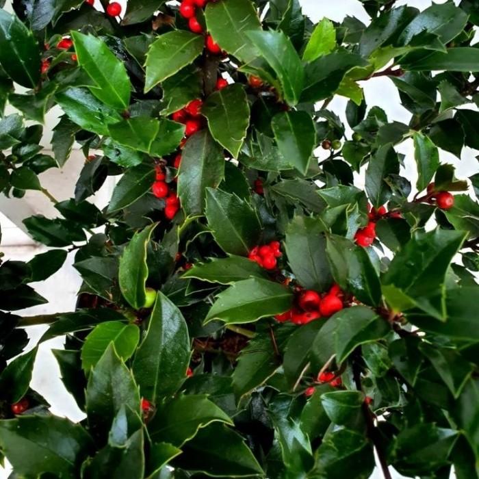 RedCrocus Blue Maid Meserve Holly Ilex meserveae 'Blue Maid' Evergreen Shrub, 6-8 ft, Deer Resistant, Hedge Plant, Pet Safe (Toxic if Ingested), Full Sun to Partial Shade  6/7' h B&B