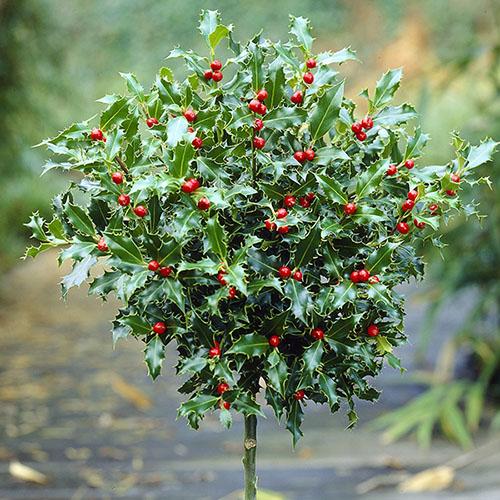 RedCrocus Blue Maid Meserve Holly Ilex meserveae 'Blue Maid' Evergreen Shrub, 6-8 ft, Deer Resistant, Hedge Plant, Pet Safe (Toxic if Ingested), Full Sun to Partial Shade  6/7' h B&B