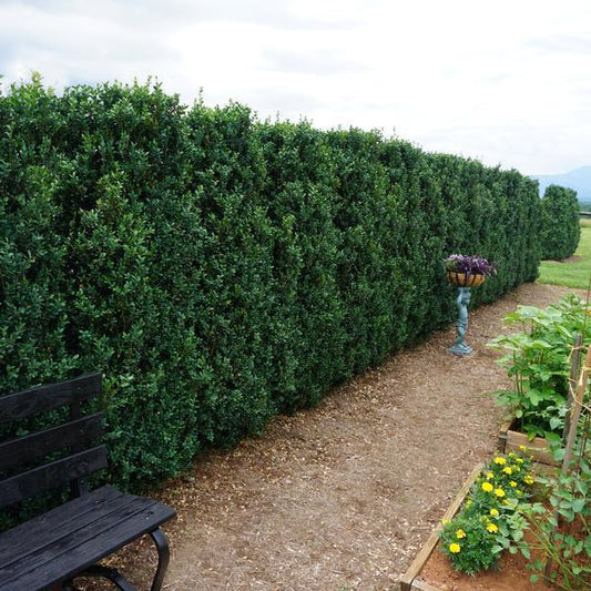 Buxus Sempervirens 'fastigiata' - View 1 from www redcrocus com